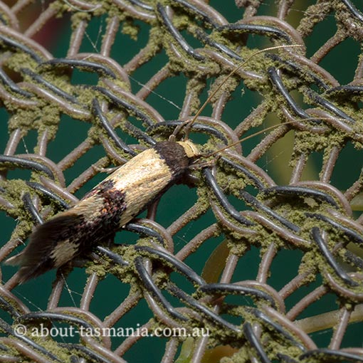 Opogona comptella, Tineidae, Tasmania, moth