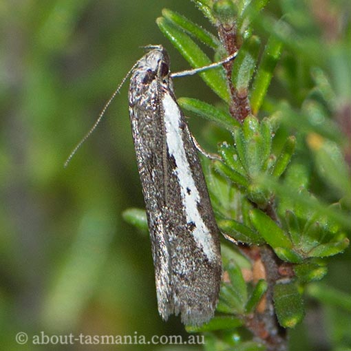 Philobota acropola, Oecophoridae, Tasmania, moth