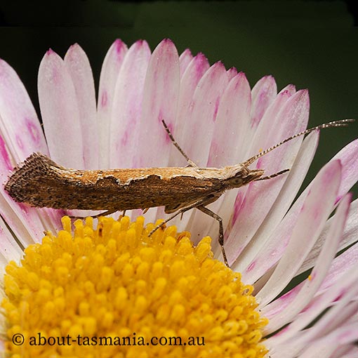 Plutella xylostella-australiana complex, moth, Tasmania