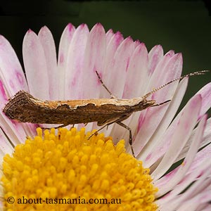 Plutella xylostella-australiana complex