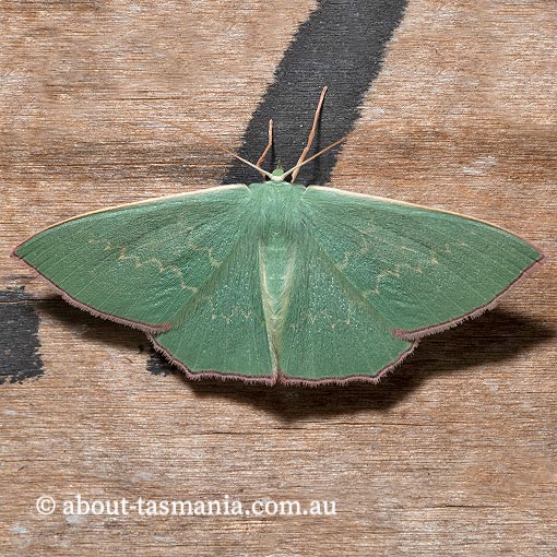 Prasinocyma semicrocea, common gum emerald, Geometridae, Tasmania, moth