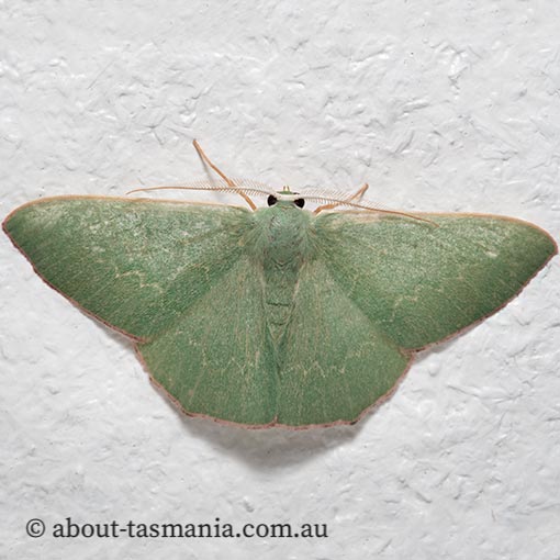 Prasinocyma semicrocea, common gum emerald, Geometridae, Tasmania, moth