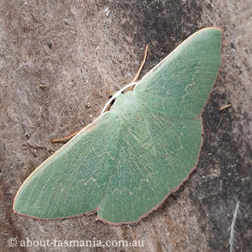 Prasinocyma semicrocea, common gum emerald, Geometridae, Tasmania, moth