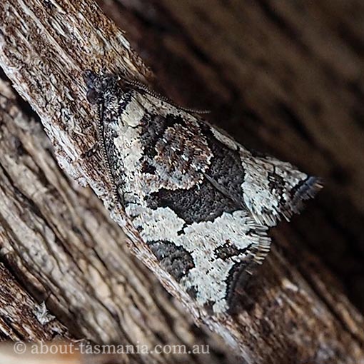 Sciaphila-debiliana Sciaphila debiliana, Tortricidae, Tasmania, moth