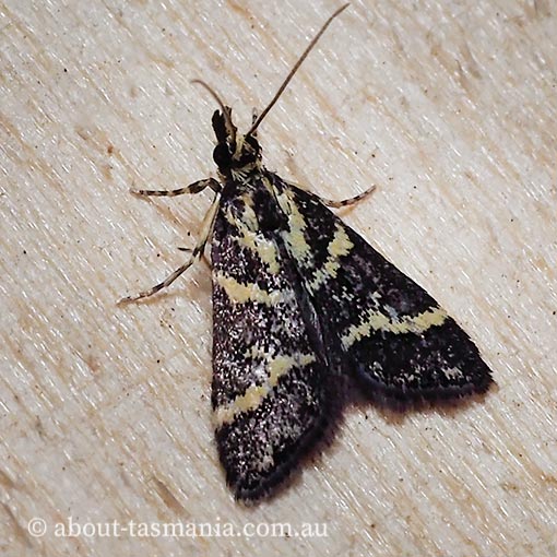Scoparia spelaea, Crambidae, Tasmania, moth