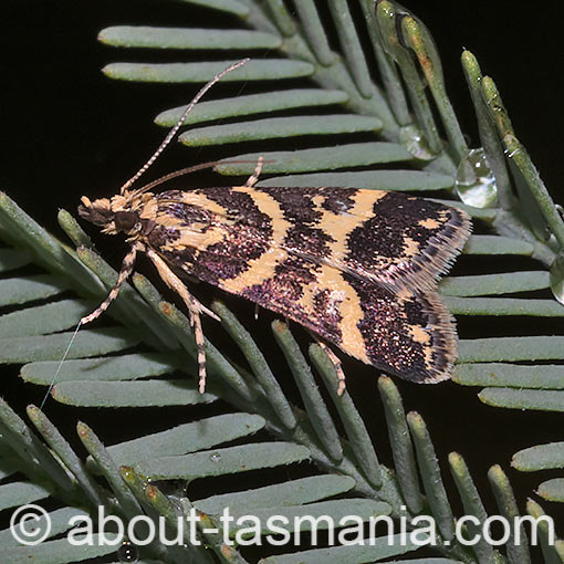 Scoparia spelaea, Crambidae, Tasmania, moth