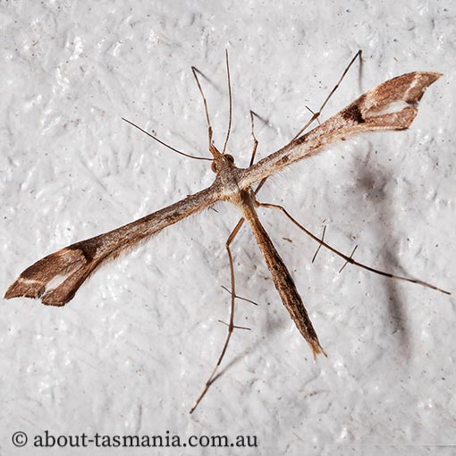Sinpunctiptilia tasmaniae, Pterophoridae, Tasmania, moth