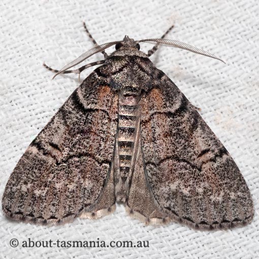 Smyriodes aplectaria, plain line-moth, Geometridae, Tasmania, moth