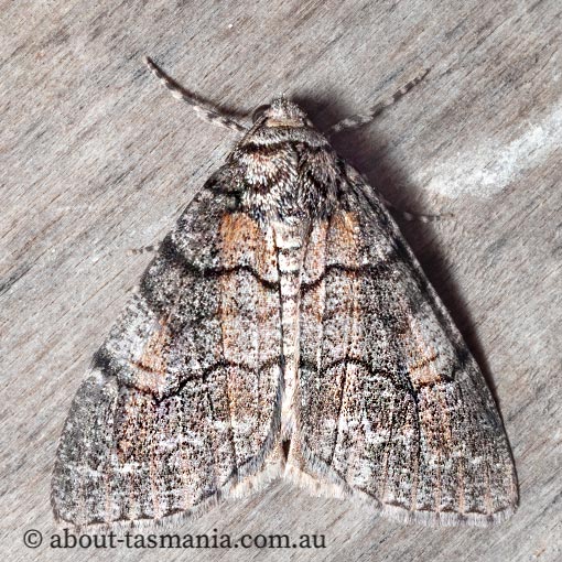 Smyriodes aplectaria, plain line-moth, Geometridae, Tasmania