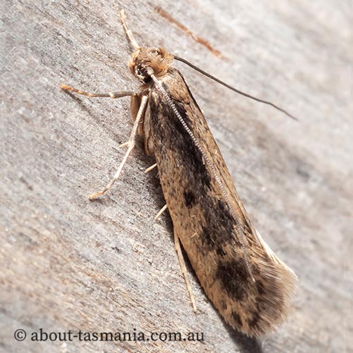 Tinea pallescentella, large pale clothes moth, Tineidae, Tasmania