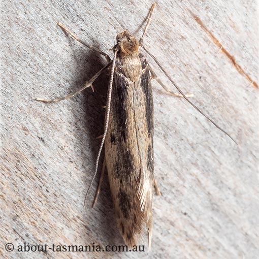 Tinea pallescentella, large pale clothes moth, Tineidae, Tasmania