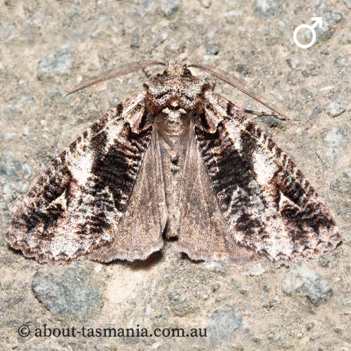 Chlenias ochrocrana, white-point crest-moth, Geometridae, Tasmania, moth