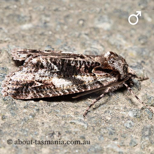Chlenias ochrocrana, white-point crest-moth, Geometridae, Tasmania, moth