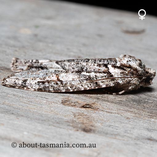 Chlenias ochrocrana, white-point crest-moth, Geometridae, Tasmania, moth