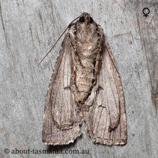 Chlenias ochrocrana, white-point crest-moth, Geometridae, Tasmania, moth