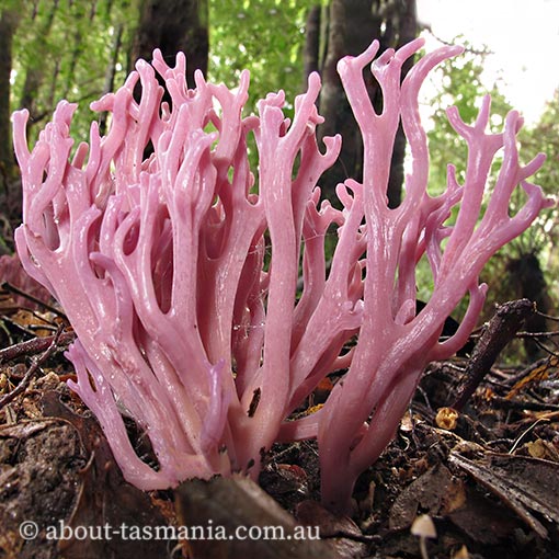 Clavaria zollingeri, Tasmania, fungi