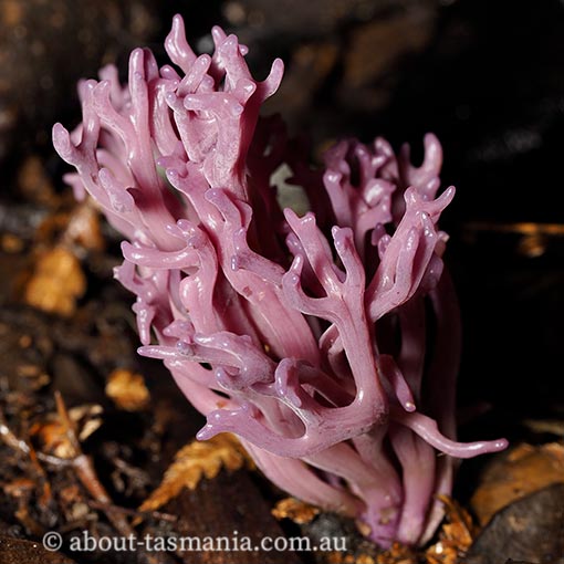 Clavaria zollingeri, Tasmania, fungi