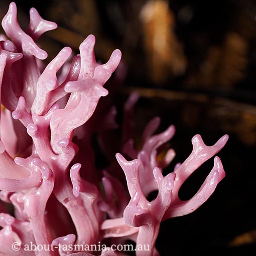 Clavaria zollingeri, Tasmania, fungi