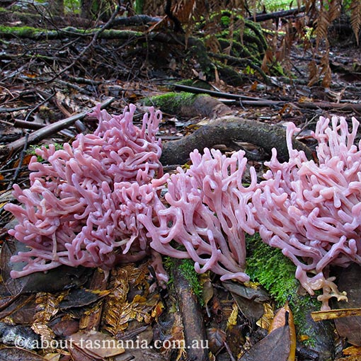 Clavaria zollingeri, Tasmania, fungi
