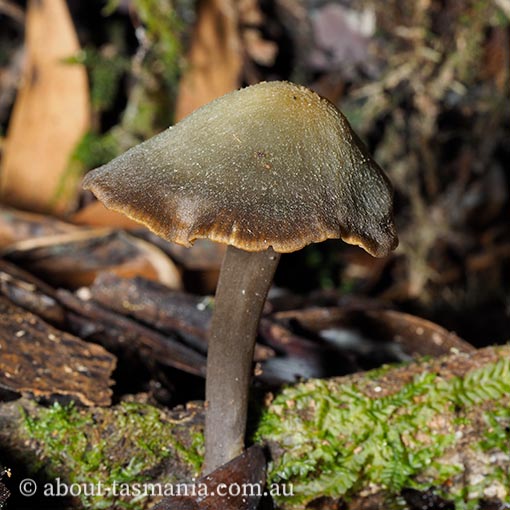 Entoloma obscureotenax | About Tasmania