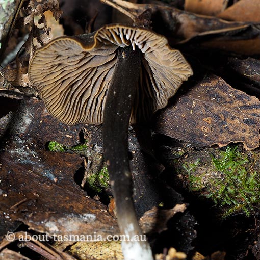 Entoloma obscureotenax, Tasmania, fungi