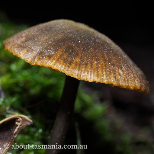 Entoloma obscureotenax, Tasmania, fungi
