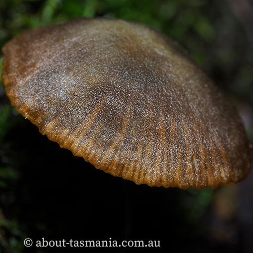 Entoloma obscureotenax, Tasmania, fungi