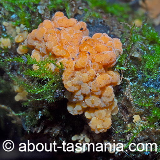 Gloeocystidiellum sp., Tasmania, fungi