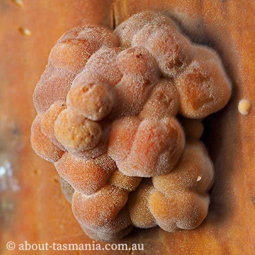 Gloeocystidiellum sp., Tasmania, fungi