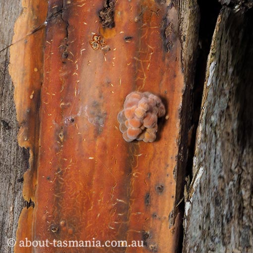 Gloeocystidiellum sp.,Tasmania, fungi