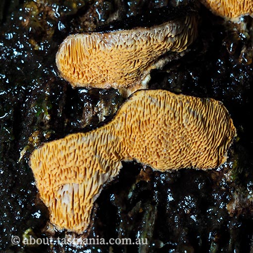 Gloeophyllum sepiarium, Tasmania, fungi