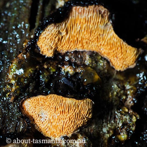 Gloeophyllum sepiarium, Tasmania, fungi