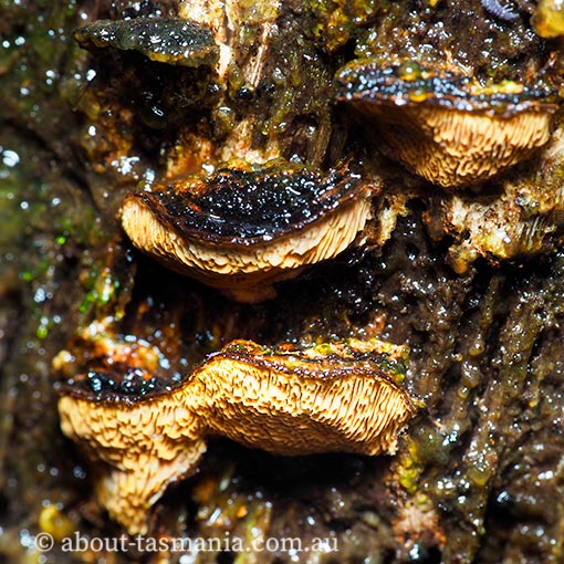 Gloeophyllum sepiarium, Tasmania, fungi