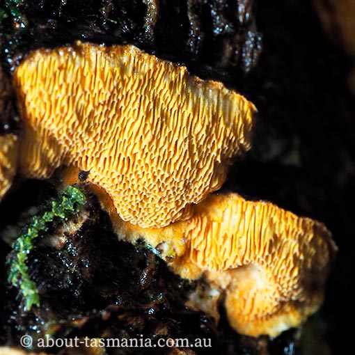 Gloeophyllum sepiarium, Tasmania, fungi