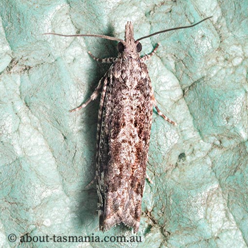 Holocola deloschema, Tortricidae, Tasmania, moth