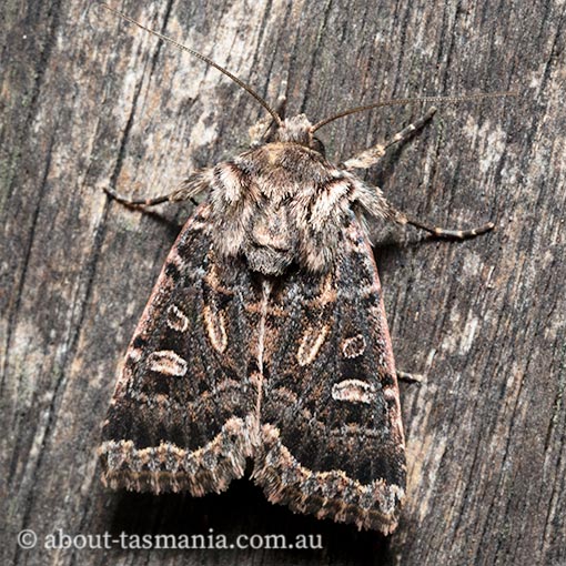 Mamestra dictyota, Noctuidae, Tasmania, moth