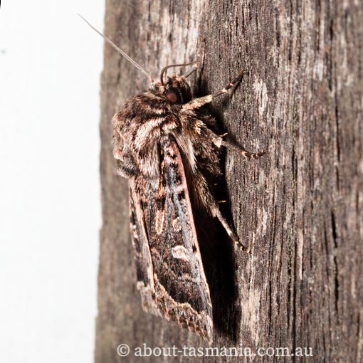 Mamestra dictyota, Noctuidae, Tasmania, moth