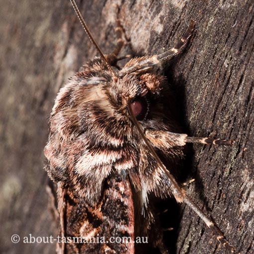 Mamestra dictyota, Noctuidae, Tasmania, moth