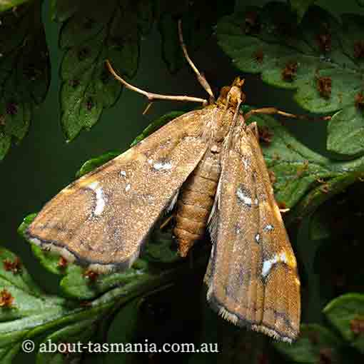Musotima nitidalis, Crambidae, Tasmania, moth