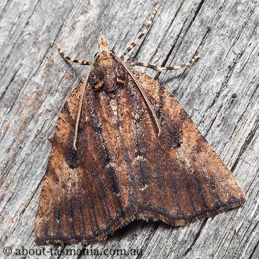 Nacophorini sp. 2 (in Moths of Victoria), Geometridae, Tasmania, moth