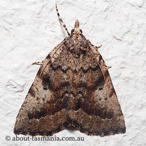 Nacophorini sp. 2 (in Moths of Victoria), Geometridae, Tasmania, moth