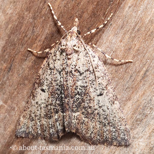Nacophorini sp. 2 (in Moths of Victoria), Geometridae, Tasmania, moth