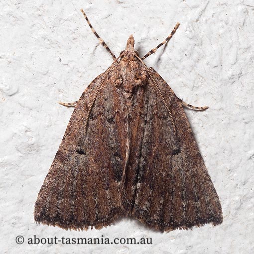 Nacophorini sp. 2 (in Moths of Victoria), Geometridae, Tasmania, moth