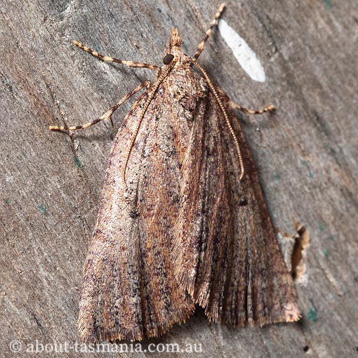 Nacophorini sp. 2 (in Moths of Victoria), Geometridae, Tasmania, moth