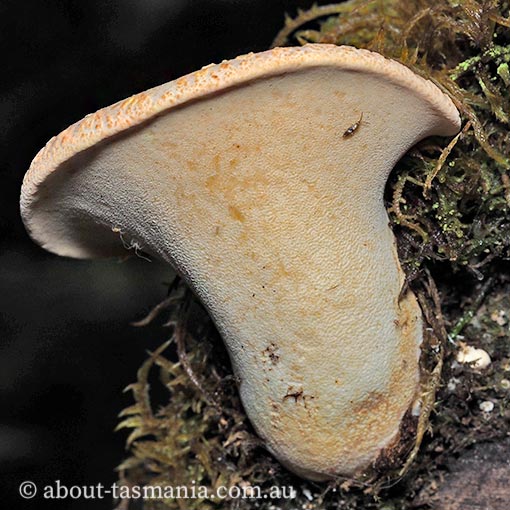 Neolentiporus maculatissimus, Tasmania, fungi