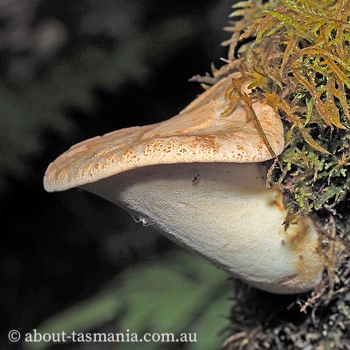 Neolentiporus maculatissimus, Tasmania, fungi