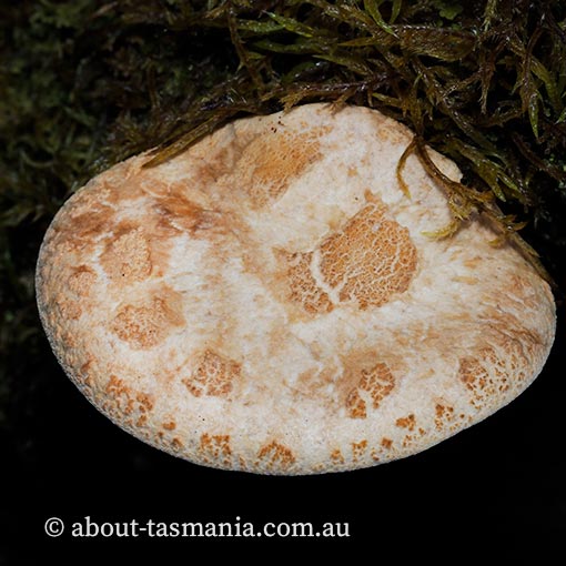 Neolentiporus maculatissimus, Tasmania, fungi