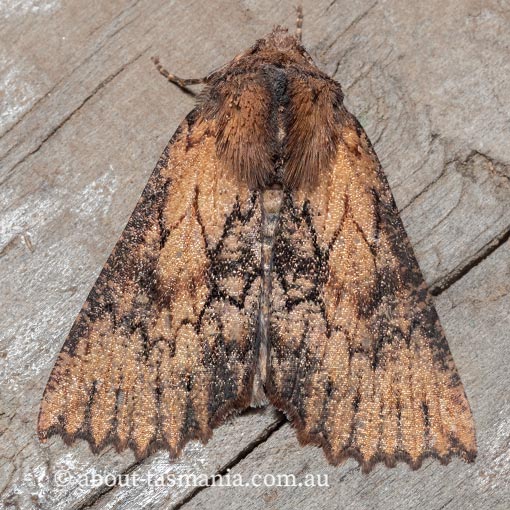 Nisista serrata, serrated crest-moth, Geometridae, Tasmania, moth