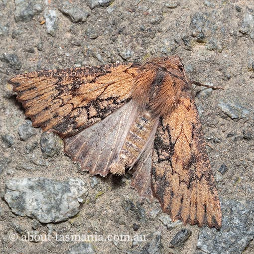 Nisista serrata, serrated crest-moth, Geometridae, Tasmania, moth