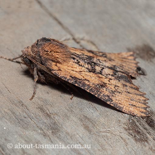 Nisista serrata, serrated crest-moth, Geometridae, Tasmania, moth